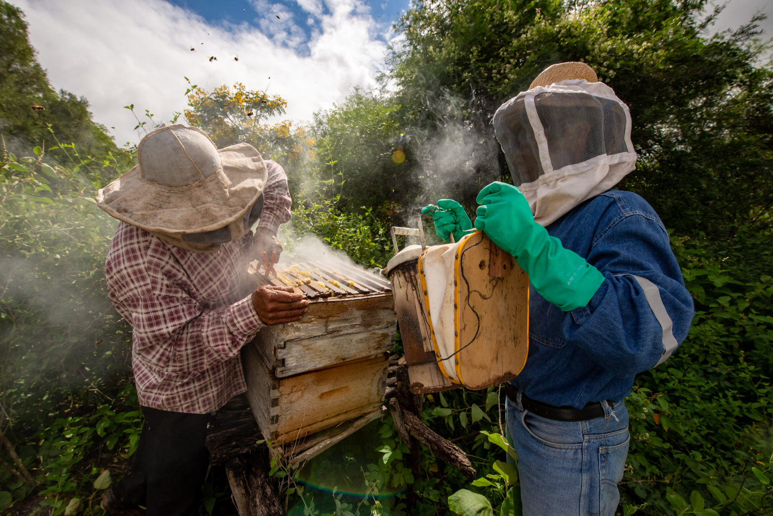 The History Of Beekeeping | 9 Fascinating Facts | BeesWiki