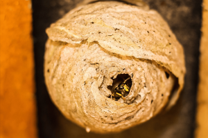 a paper wasp nest inside a building with a wasp emerging from the nest entrance