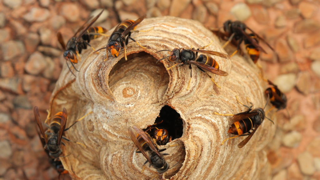 Giant Asian hornet nest with hornets crawling on the outside