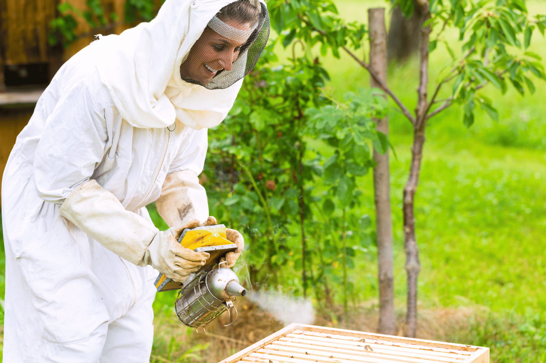 Why Do Beekeepers Use Smoke a beekeeper using a smoker to calm the bees