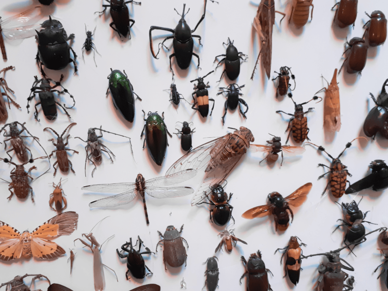Are Insects Animals? A collection of varied insects laid out on a white background