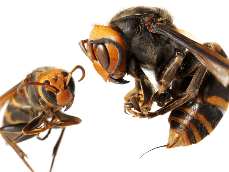 Differences Between a Wasp and a Hornet Close up comparison between the queen of a Japanese giant hornet and a paper wasp (vespa ducalis)