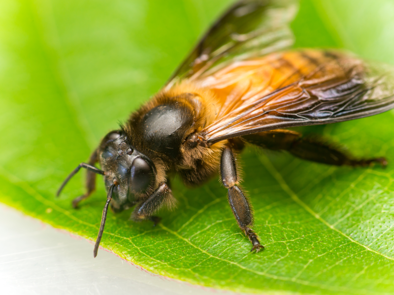 Giant Honey Bee Anatomy Male stingless giant honey bee drone