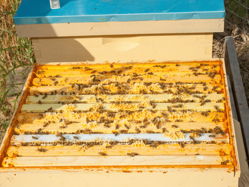 What Does a Honey Super Look Like Honey super frame in a wooden container covered in bees and honeycomb