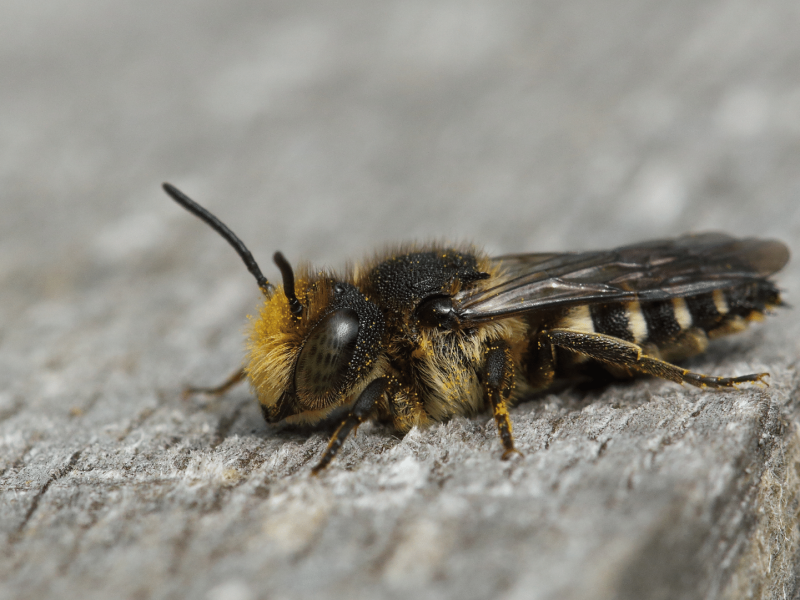What is a giant resin bee_ Side view of giant resin bee with pollen covering the hairs on its body